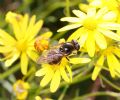 Cheilosia canicularis (cfr.)