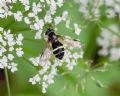 Dasysyrphus tricinctus