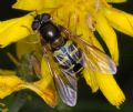 Dasysyrphus cf. hilaris