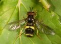 Chrysotoxum bicinctum