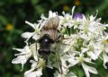 Cheilosia illustrata