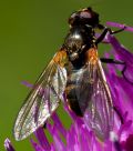 Cheilosia personata.