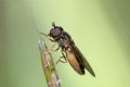 Cheilosia sp.