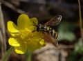 Chrysotoxum intermedium