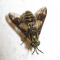 Chrysops italicus