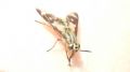 Chrysops flavipes (cfr.)