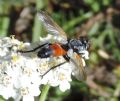 Cylindromyia brassicaria (cfr.)