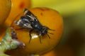 Euthera cf fascipennis