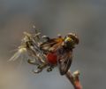 Ectophasia crassipennis