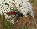 Cylindromyia bicolor