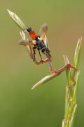 Cylindromyia brassicaria