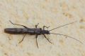 Brachyptera risi