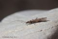 Brachyptera sp.