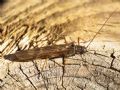 Taeniopteryx sp.