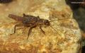 Brachyptera sp.
