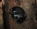 Accanthopus velikensis