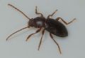 Catomus rotundicollis