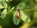 Macrophya rufipes