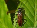 Macrophya duodecimpunctata