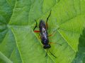 Macrophya diversipes