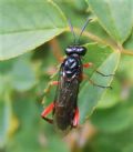 Macrophya diversipes