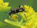 Macrophya montana