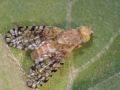 Euaresta aequalis
