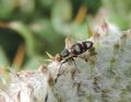 Urophora terebrans