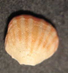 Megathyrididae