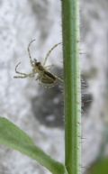 Metellina sp.