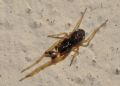 Pachygnatha degeeri