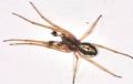 Pachygnatha clercki