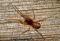 Pachygnatha listeri