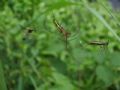 Tetragnatha sp.