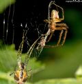 Metellina sp.