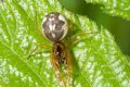Pachygnatha sp.