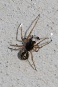 Pachygnatha degeeri