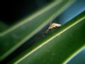 Tetragnatha sp.