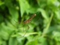 Tetragnatha sp.