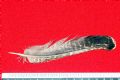 Lyrurus tetrix