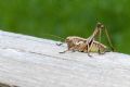 Pholidoptera aptera