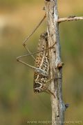Decticus albifrons