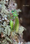 Decticus verrucivorus