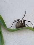 Latrodectus geometricus