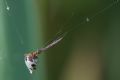 Argyrodes argyrodes