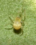 Paidiscura pallens