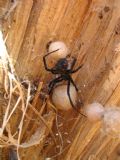 Latrodectus tredecimguttatus