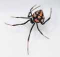 Latrodectus tredecimguttatus