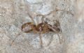 Enoplognatha sp.