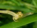Misumena vatia